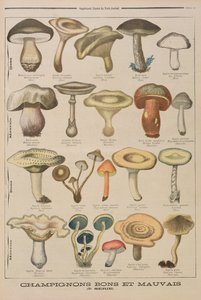 Champignons bons et mauvais, illustration du supplément illustré de Le Petit Journal, 26 octobre 1896